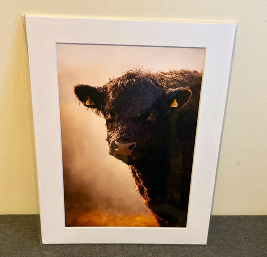 Strength of Galloway